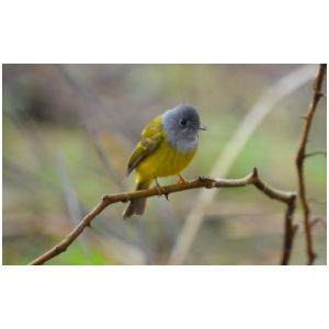 GREY HEADED CANARY FLYCATCHER